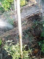 Solanum lycopersicum