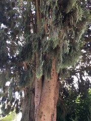 Cupressus dupreziana