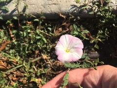 Convolvulus arvensis