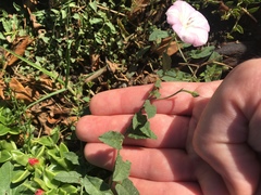 Convolvulus arvensis