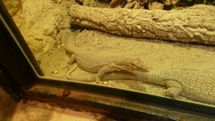 Varanus tristis