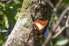 Charaxes varanes