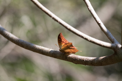 Charaxes varanes