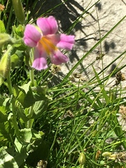 Erythranthe erubescens