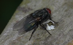 Protocalliphora azurea