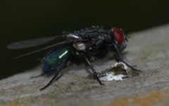 Protocalliphora azurea
