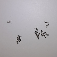 Technomyrmex albipes