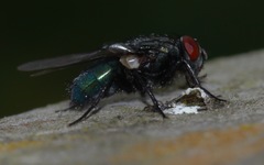 Protocalliphora azurea