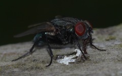 Protocalliphora azurea