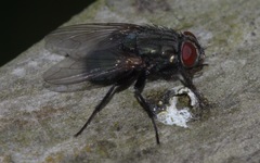 Protocalliphora azurea