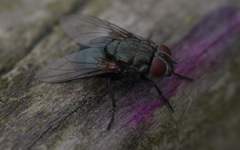 Protocalliphora azurea