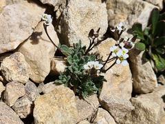 Draba siliquosa