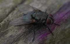 Protocalliphora azurea