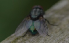 Protocalliphora azurea