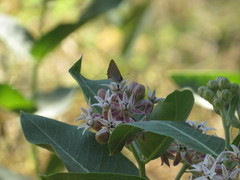 Satyrium californica