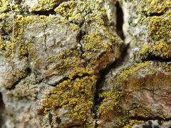 Candelariella xanthostigma