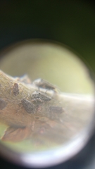 Tuberolachnus salignus