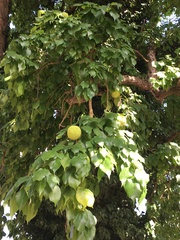 Maclura pomifera