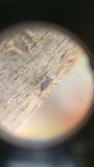 Tuberolachnus salignus