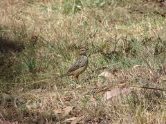 Cisticola robustus