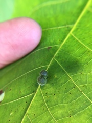 Caryomyia cilidolium