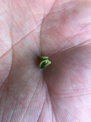 Caryomyia cilidolium