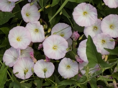Convolvulus arvensis