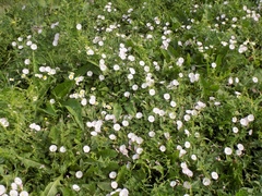 Convolvulus arvensis