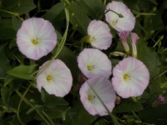 Convolvulus arvensis