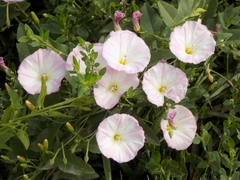 Convolvulus arvensis