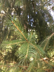 Picea smithiana