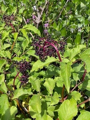 Sambucus racemosa melanocarpa