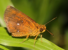 Iambrix salsala salsala