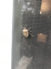 Halyomorpha halys