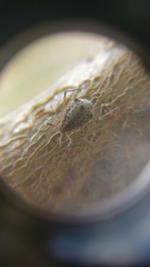 Tuberolachnus salignus