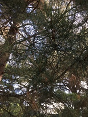 Pinus brutia