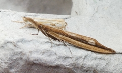 Donacaula albicostellus