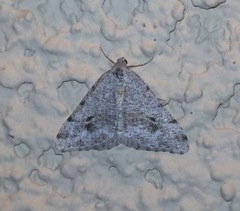 Digrammia pictipennata