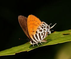 Drupadia ravindra moorei