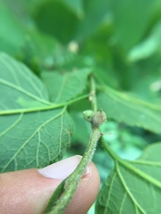 Celticecis celtiphyllia