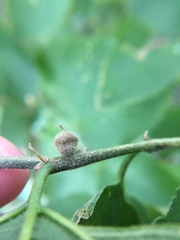 Celticecis celtiphyllia