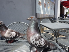Columba livia domestica