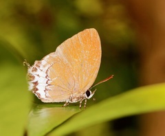 Eooxylides tharis distanti