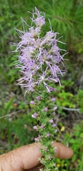 Liatris pycnostachya pycnostachya