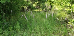 Liatris pycnostachya pycnostachya