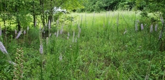 Liatris pycnostachya pycnostachya
