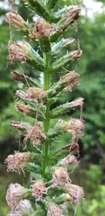 Liatris pycnostachya pycnostachya