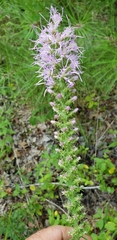 Liatris pycnostachya pycnostachya