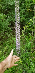 Liatris pycnostachya pycnostachya