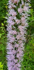 Liatris pycnostachya pycnostachya